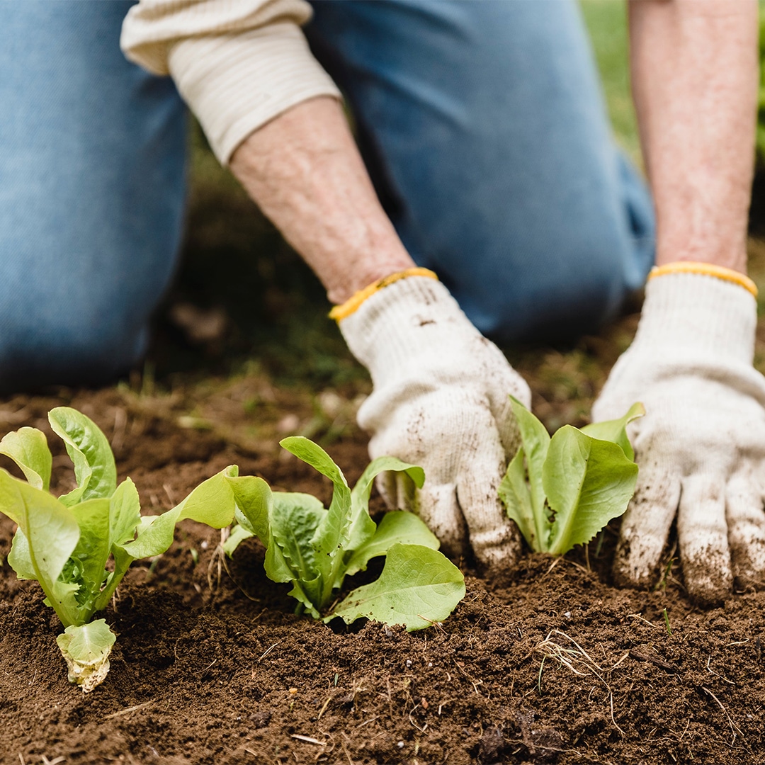Read more about the article 5 dos and don’ts for starting your own veggie patch