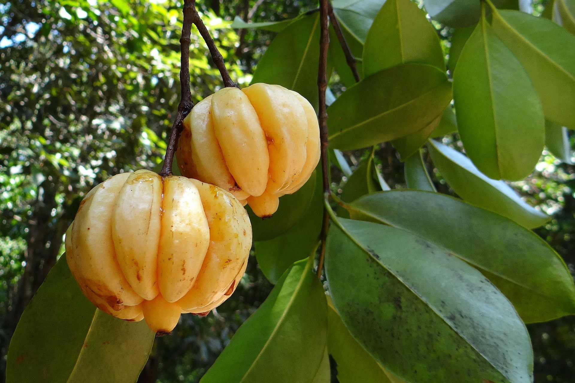 You are currently viewing Healthy hour: Is this Indonesian superfruit the answer to weight loss?