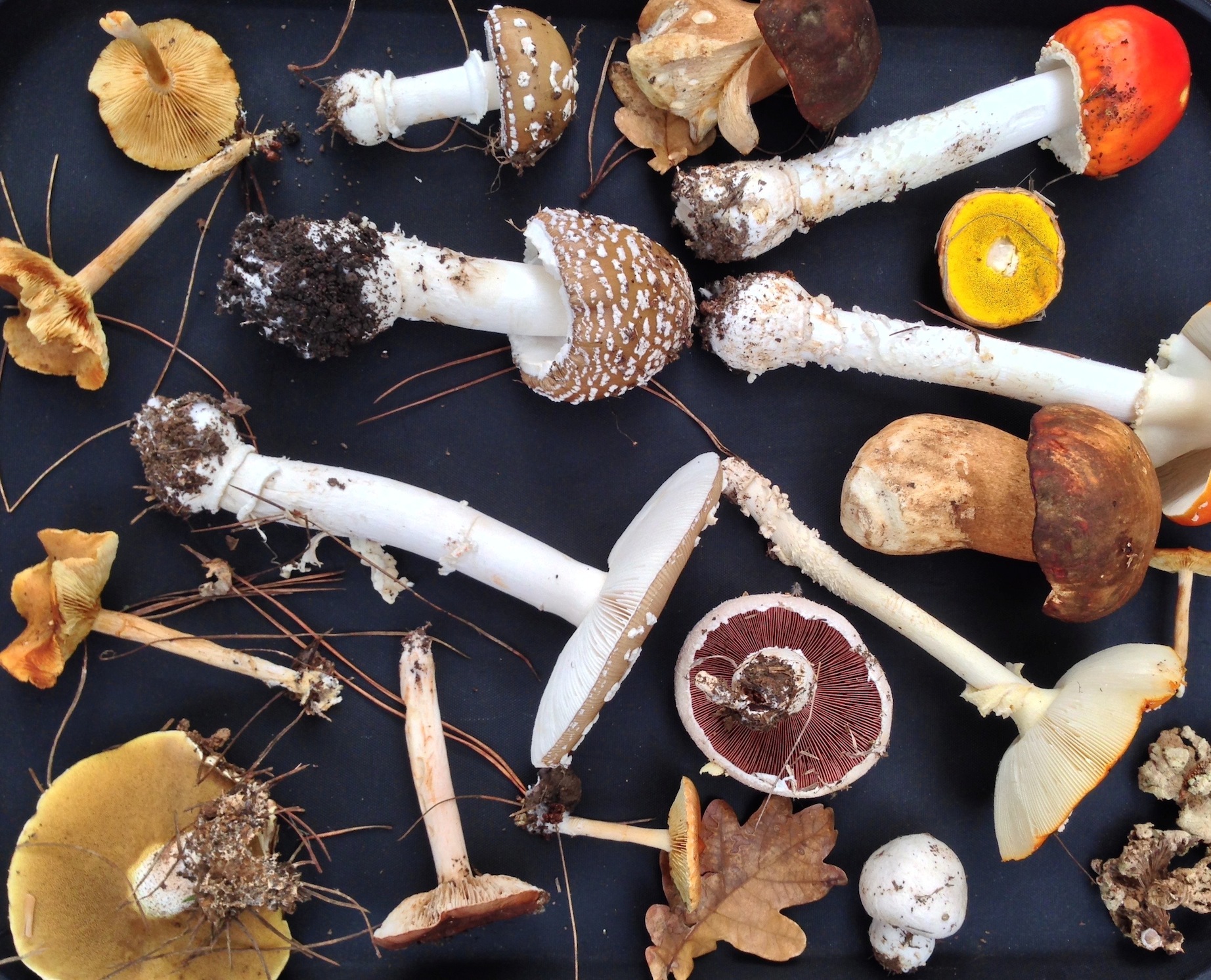 Read more about the article Fungi fever at Delheim’s Mushroom Forages