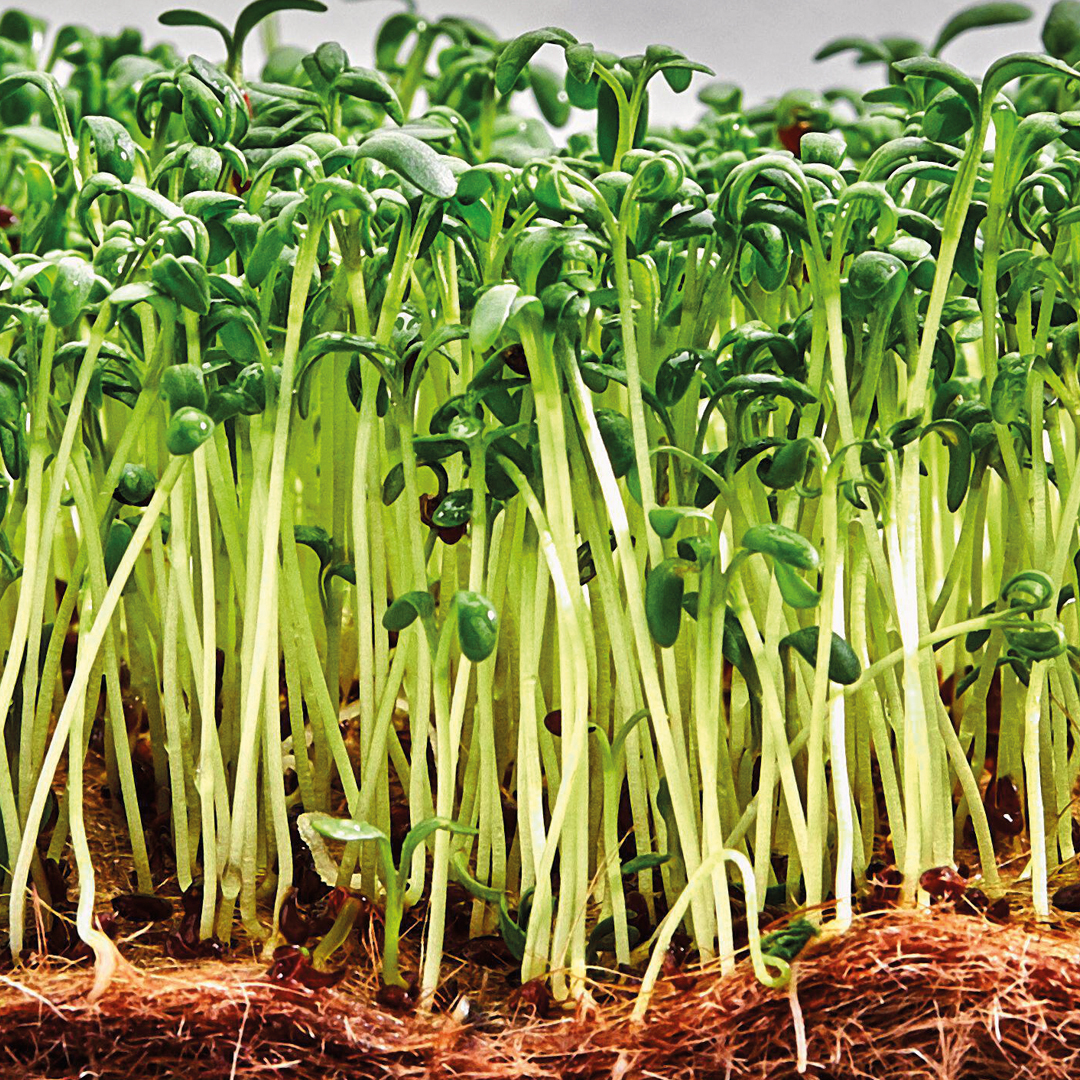 Read more about the article Your step-by-step guide to growing mighty microgreens