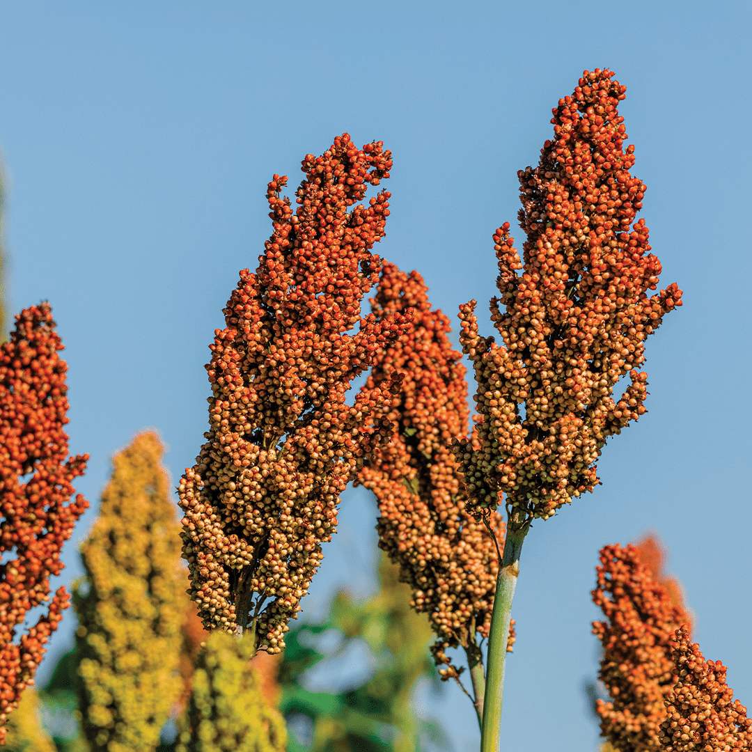You are currently viewing Zandile Finxa: Serious about sorghum